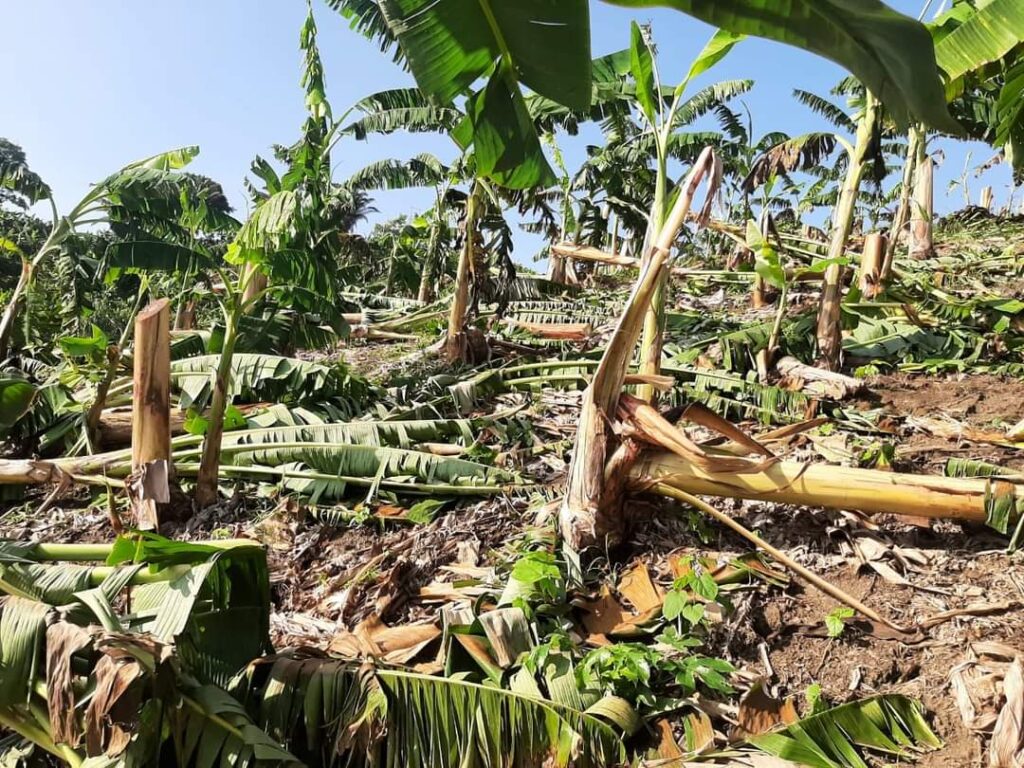 Vendaval dejó a varios campesinos de Curumaní damnificados